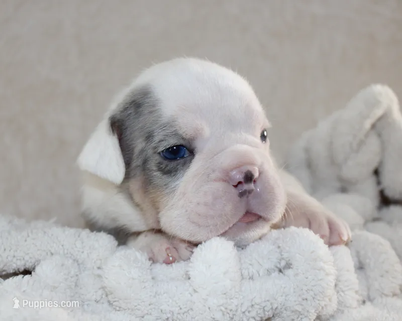 Hayes – English Bulldog puppy for sale in Shipshewana, IN