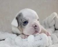 Hayes, a male English Bulldog for sale in Shipshewana, IN – 1 of 8
