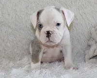 Hayes, a male English Bulldog for sale in Shipshewana, IN – 8 of 10