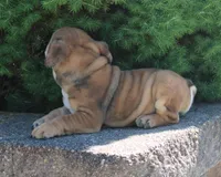 Zeus, a male English Bulldog for sale in Shipshewana, IN – 5 of 10