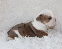 Henry, a male English Bulldog for sale in Shipshewana, IN – 7 of 10