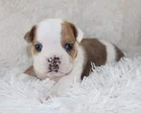Henry, a male English Bulldog for sale in Shipshewana, IN – 10 of 10
