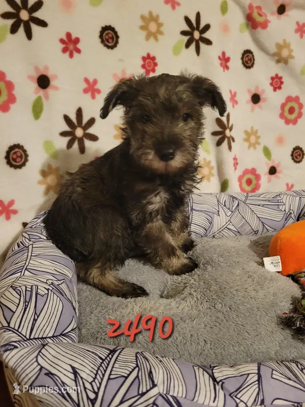 Sara – Miniature Schnauzer puppy for sale in Osceola, IA
