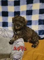 Buck, a male Miniature Schnauzer for sale in Osceola, IA – Photo 2 of 3