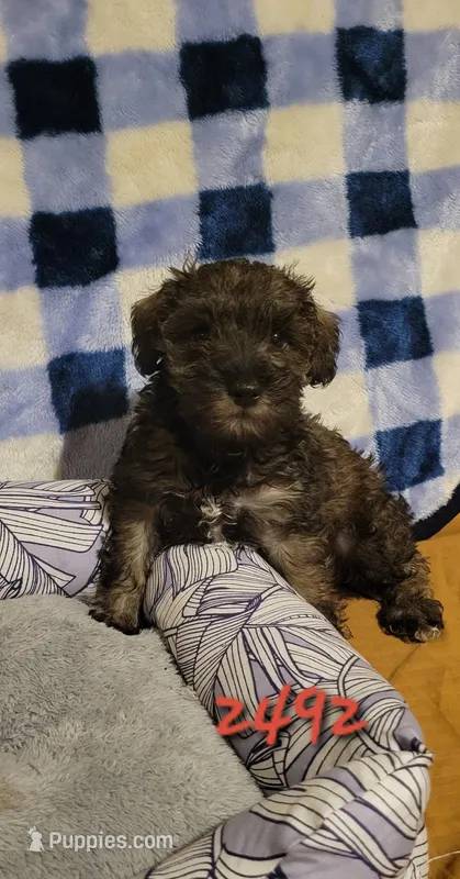 Buck – Miniature Schnauzer puppy for sale in Osceola, IA
