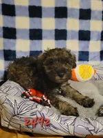 Buck, a male Miniature Schnauzer for sale in Osceola, IA – Photo 3 of 3