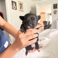 Izzy , a female Yorkshire Terrier for sale in Saint Augustine, FL – 7 of 10