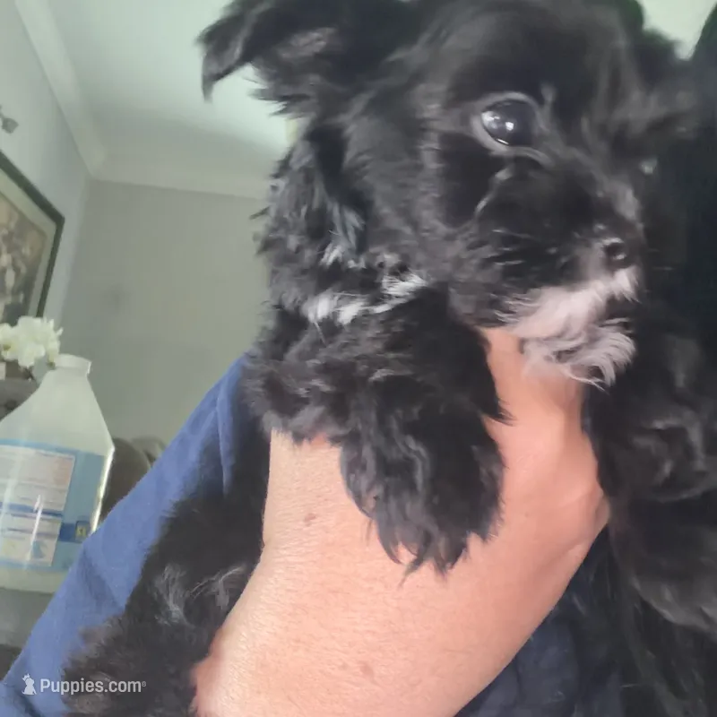 Ckc Walker  👨‍👩‍👦‍👦. – Yorkshire Terrier puppy for sale in Saint Augustine, FL