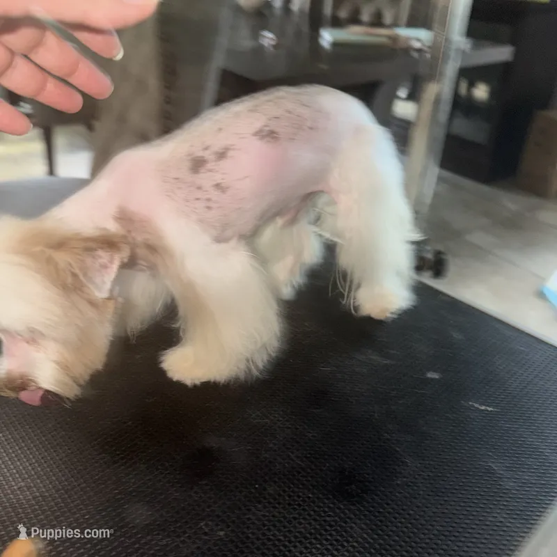  Raffi Ckc – Yorkshire Terrier puppy for sale in Saint Augustine, FL