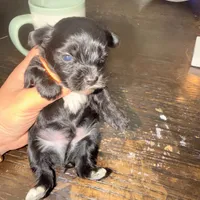 Toby, a male Yorkshire Terrier for sale in Saint Augustine, FL – 2 of 4