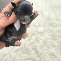 Luce pupp, a male Yorkshire Terrier for sale in Saint Augustine, FL – 9 of 10
