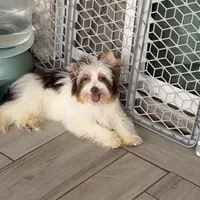 Akc Orson, a male Yorkshire Terrier for sale in Saint Augustine, FL – 3 of 8