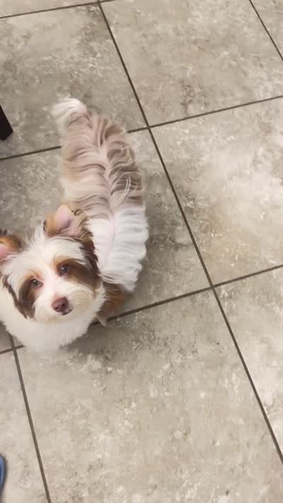 Akc Orson, a male Yorkshire Terrier for sale in Saint Augustine, FL – 5 of 8