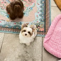 Raffi , a male Yorkshire Terrier for sale in Saint Augustine, FL – 4 of 10