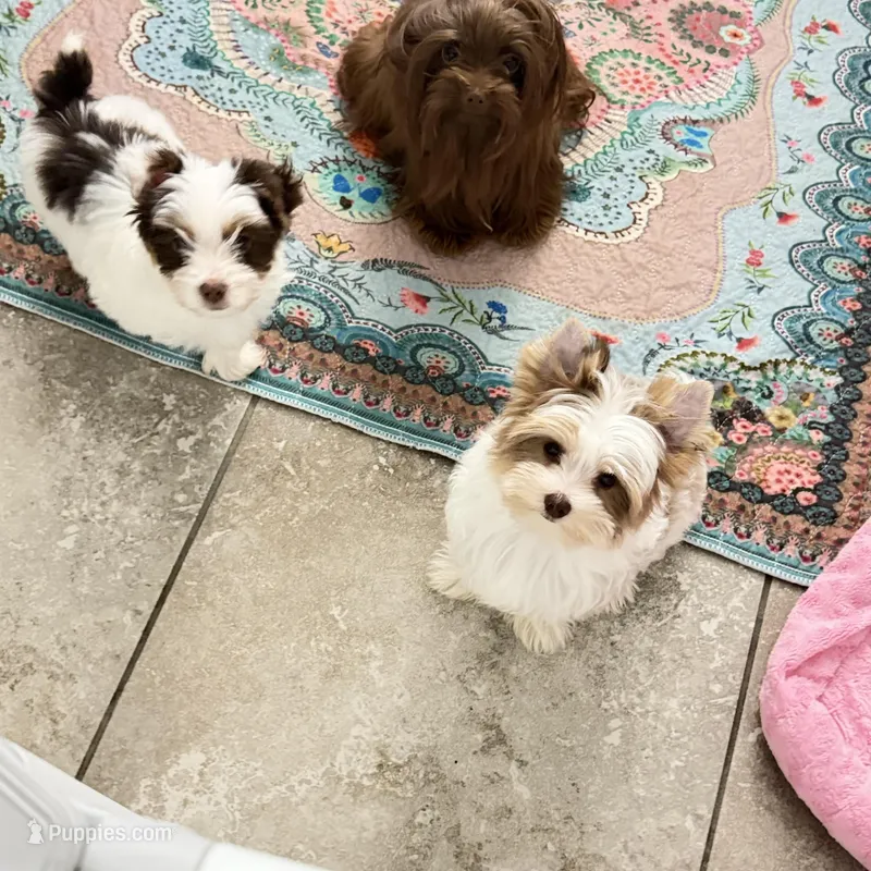 Raffi  – Yorkshire Terrier puppy for sale in Saint Augustine, FL