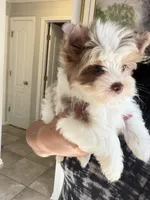 Raffi , a male Yorkshire Terrier for sale in Saint Augustine, FL – Photo 7 of 10