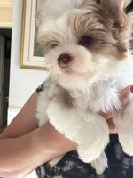 Raffi , a male Yorkshire Terrier for sale in Saint Augustine, FL – Photo 2 of 10