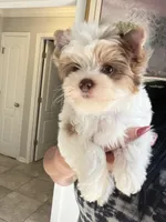 Raffi , a male Yorkshire Terrier for sale in Saint Augustine, FL – Photo 9 of 10