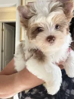 Raffi , a male Yorkshire Terrier for sale in Saint Augustine, FL – Photo 5 of 10