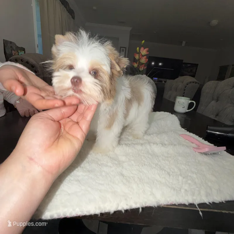 Raffi  – Yorkshire Terrier puppy for sale in Saint Augustine, FL