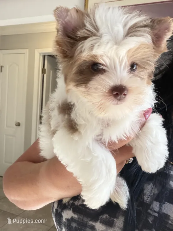 Raffi  – Yorkshire Terrier puppy for sale in Saint Augustine, FL