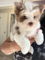 Raffi , a male Yorkshire Terrier for sale in Saint Augustine, FL – Photo 1 of 10