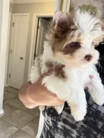 Raffi , a male Yorkshire Terrier for sale in Saint Augustine, FL – Photo 8 of 10