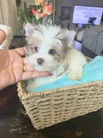 Raffi , a male Yorkshire Terrier for sale in Saint Augustine, FL – Photo 10 of 10