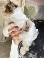 Raffi , a male Yorkshire Terrier for sale in Saint Augustine, FL – Photo 6 of 10