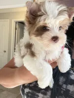 Raffi , a male Yorkshire Terrier for sale in Saint Augustine, FL – Photo 4 of 10