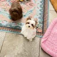 Raffi , a male Yorkshire Terrier for sale in Saint Augustine, FL – 3 of 10