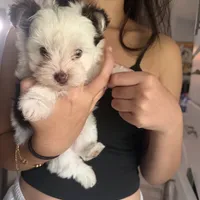Sparkle, a male Yorkshire Terrier for sale in Saint Augustine, FL – 9 of 10