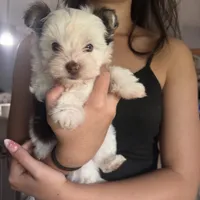 Sparkle, a male Yorkshire Terrier for sale in Saint Augustine, FL – 8 of 10
