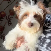 Akc Orson, a male Yorkshire Terrier for sale in Saint Augustine, FL – 3 of 8