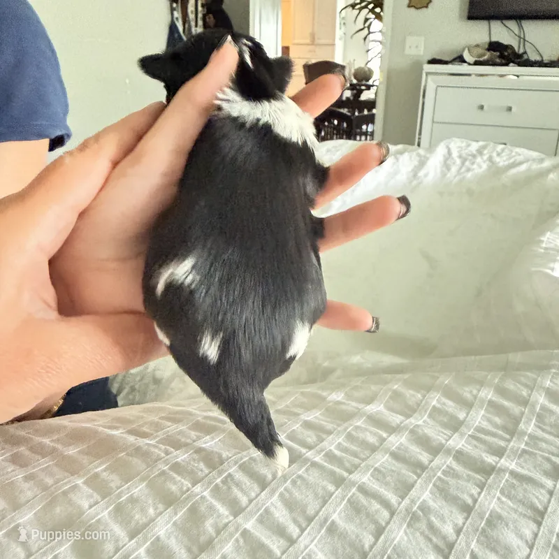 Max – Yorkshire Terrier puppy for sale in Saint Augustine, FL