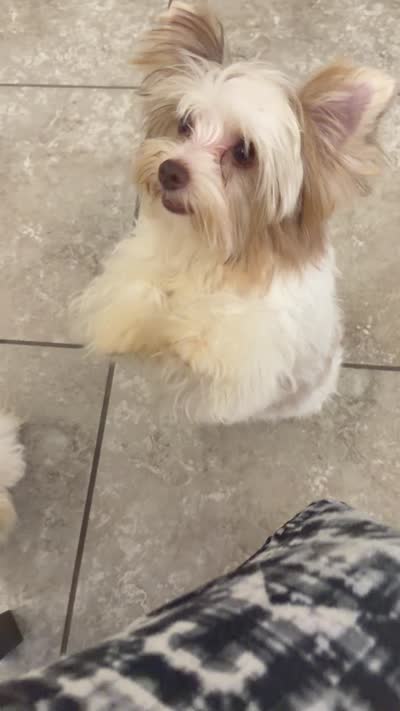  Raffi Ckc, a male Yorkshire Terrier for sale in Saint Augustine, FL – 9 of 9