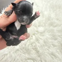 Luce pupp, a male Yorkshire Terrier for sale in Saint Augustine, FL – 3 of 10