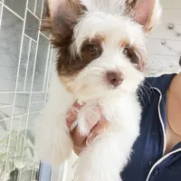 Orson, a male Yorkshire Terrier for sale in Saint Augustine, FL – 4 of 10