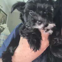Toby ckc, a male Yorkshire Terrier for sale in Saint Augustine, FL – 5 of 7