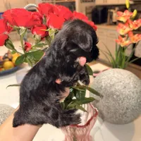 Walker  👨‍👩‍👦‍👦., a male Yorkshire Terrier for sale in Saint Augustine, FL – 1 of 4