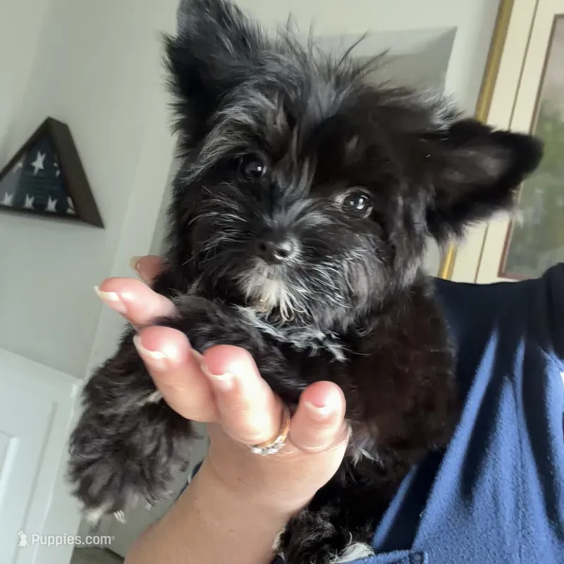 Toby ckc – Yorkshire Terrier puppy for sale in Saint Augustine, FL