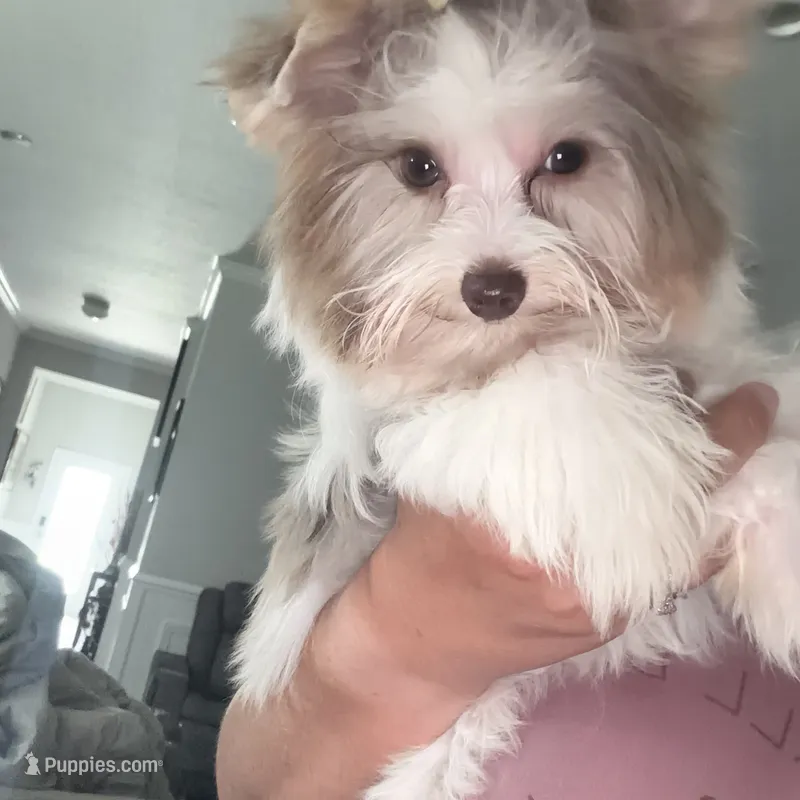 Raffi  – Yorkshire Terrier puppy for sale in Saint Augustine, FL