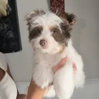 Orson, a male Yorkshire Terrier for sale in Saint Augustine, FL – 5 of 10