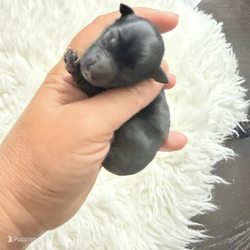 Izzy  – Yorkshire Terrier puppy for sale in Saint Augustine, FL