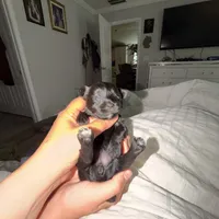 Izzy CkC, a female Yorkshire Terrier for sale in Saint Augustine, FL – 3 of 4