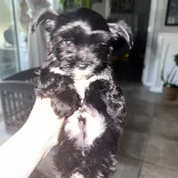 Ckc Walker  👨‍👩‍👦‍👦., a male Yorkshire Terrier for sale in Saint Augustine, FL – 4 of 8
