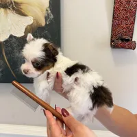 Orson, a male Yorkshire Terrier for sale in Saint Augustine, FL – Photo 7 of 9