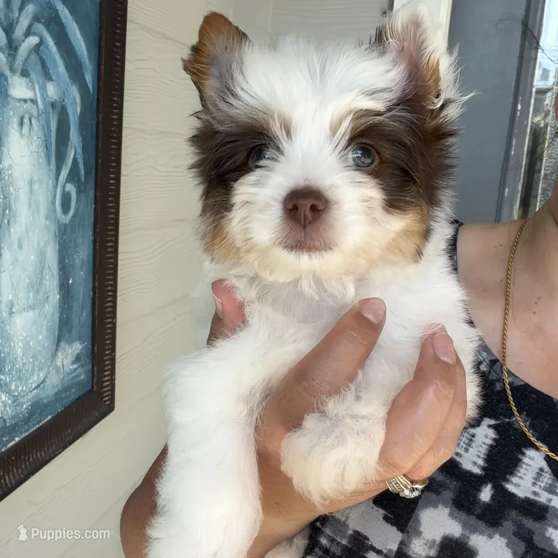Orson – Yorkshire Terrier puppy for sale in Saint Augustine, FL