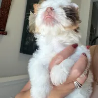 Orson, a male Yorkshire Terrier for sale in Saint Augustine, FL – Photo 9 of 9