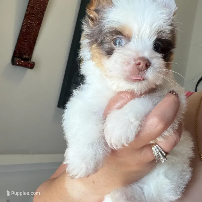 Orson – Yorkshire Terrier puppy for sale in Saint Augustine, FL